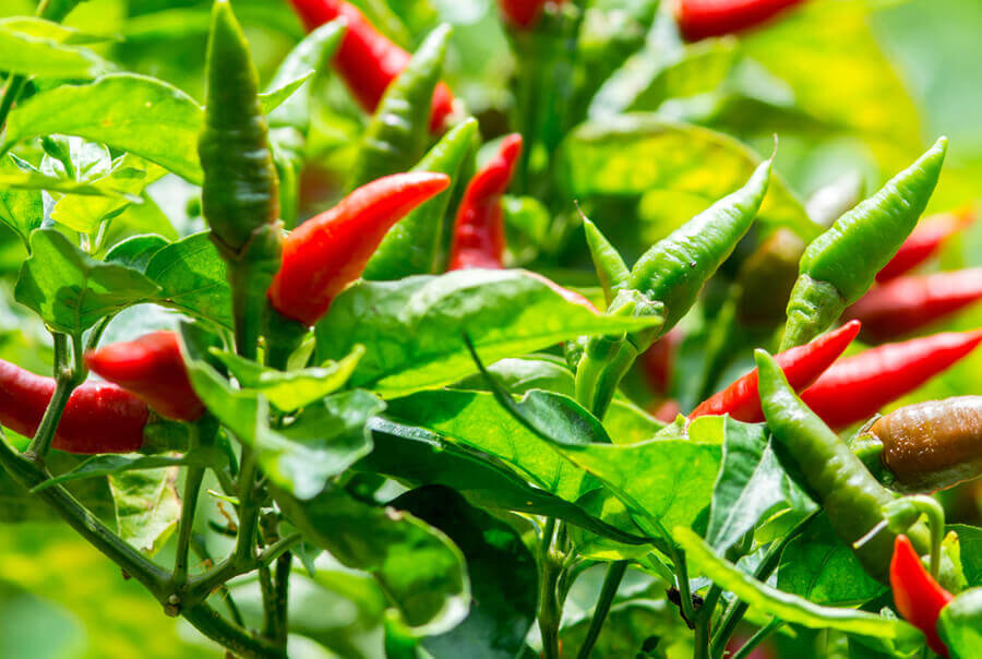 where are Tabasco peppers grown